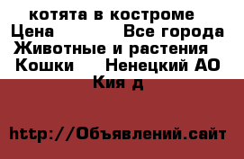 котята в костроме › Цена ­ 2 000 - Все города Животные и растения » Кошки   . Ненецкий АО,Кия д.